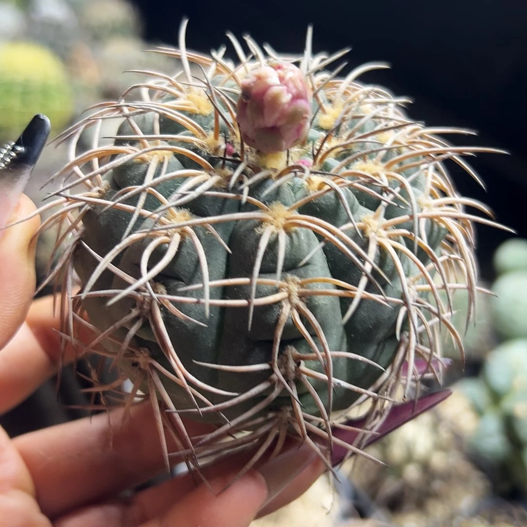 肤刺天平仙人球1111111