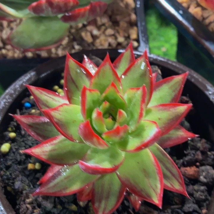 多肉乐园惊鸿仙子