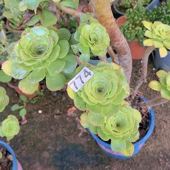 善***意多肉植物一个军美莉