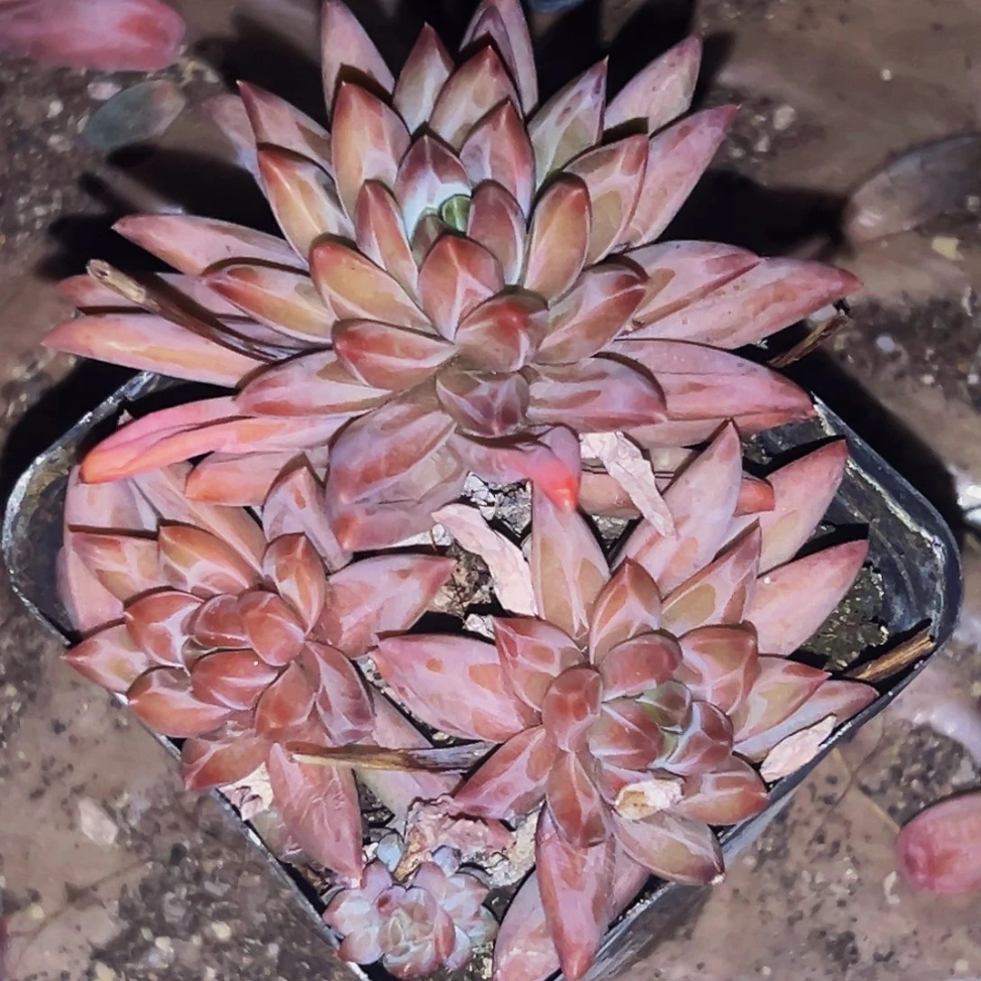 桔云多肉美人精品系列