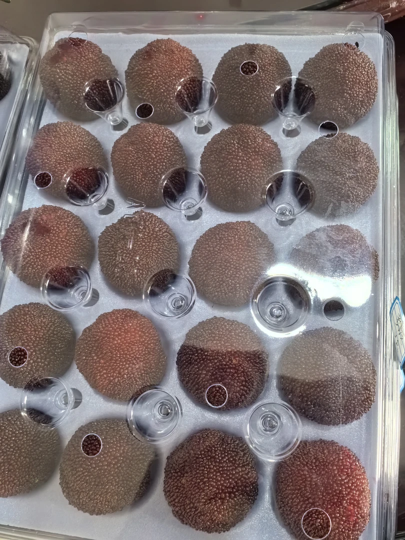 兰溪 大棚东魁杨梅香甜爆汁新鲜应季水果