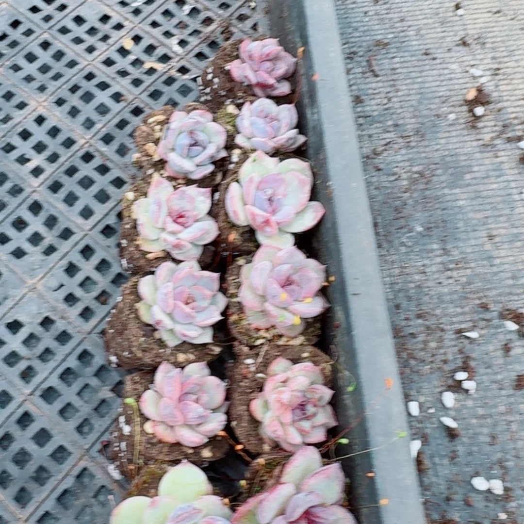 4-27溜溜球杂交雪莲一颗量拍