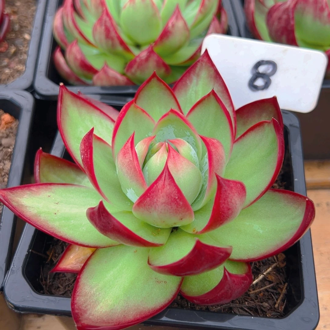 惊鸿仙子一物一拍8号