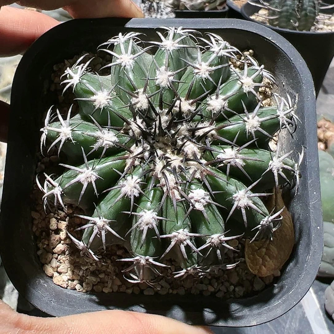 胖****鱼实生圆盘x奇特球