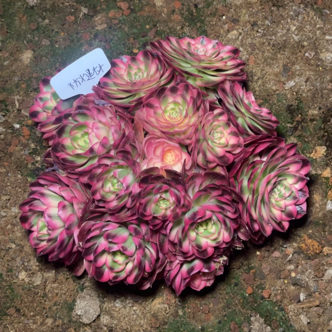 建****料倾城，一物一拍，发货