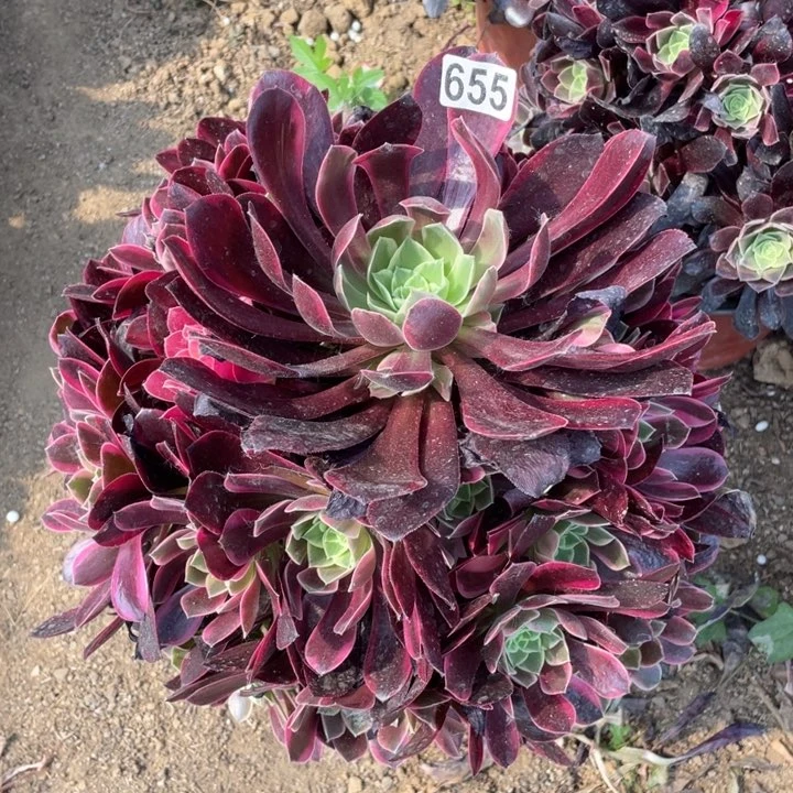 h*655多肉植物金丝雀