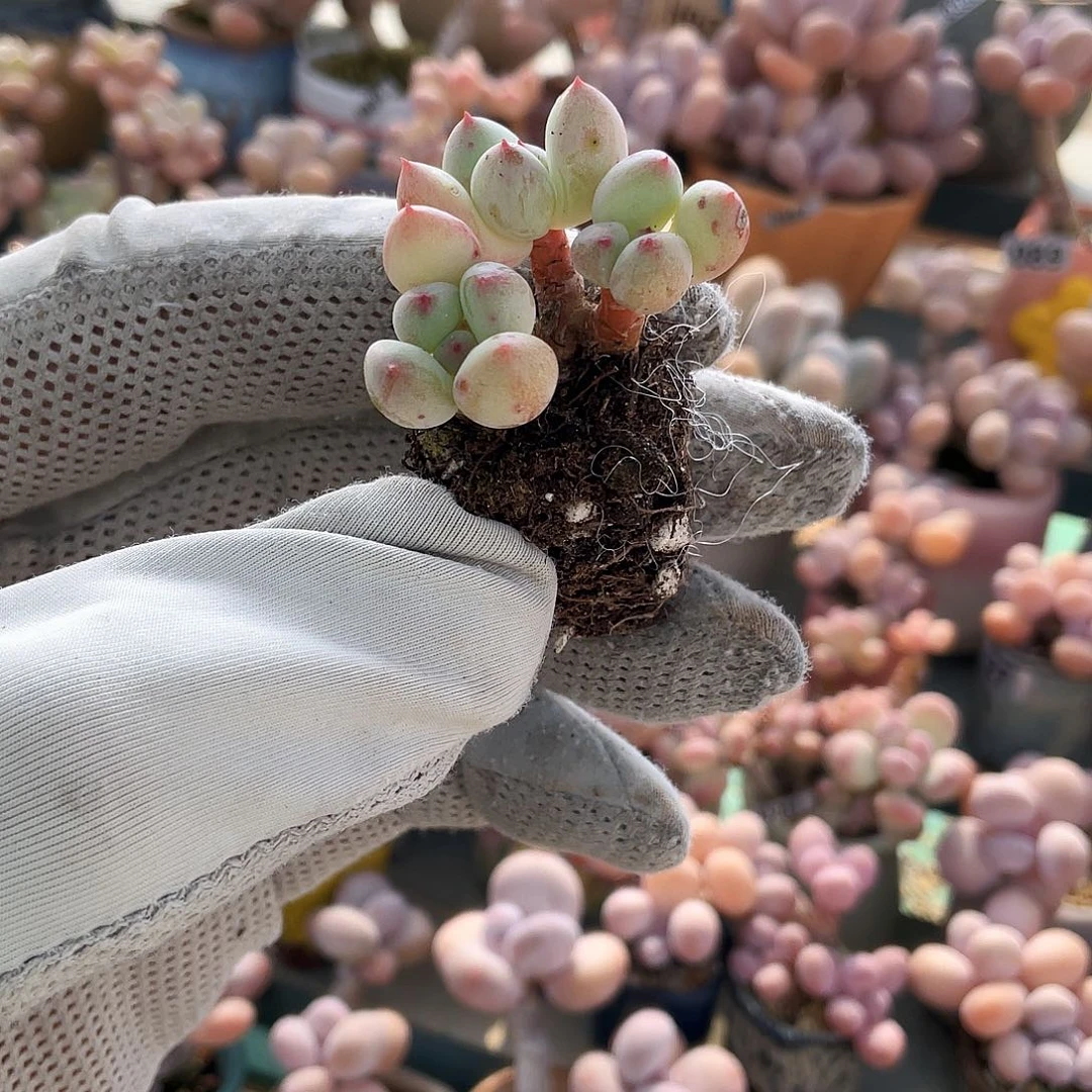 多肉植物的生长发育