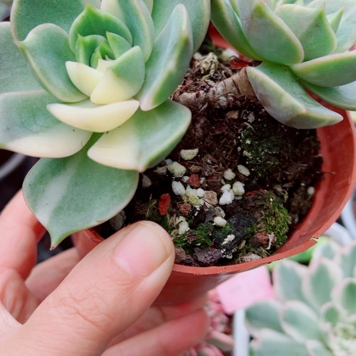 贝加尔湖锦多肉植物258