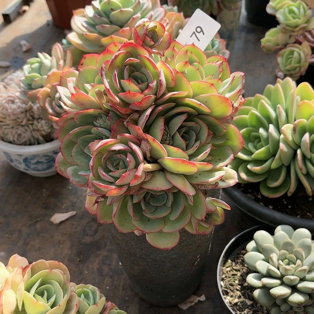 如**?同温层多肉牡丹亭79