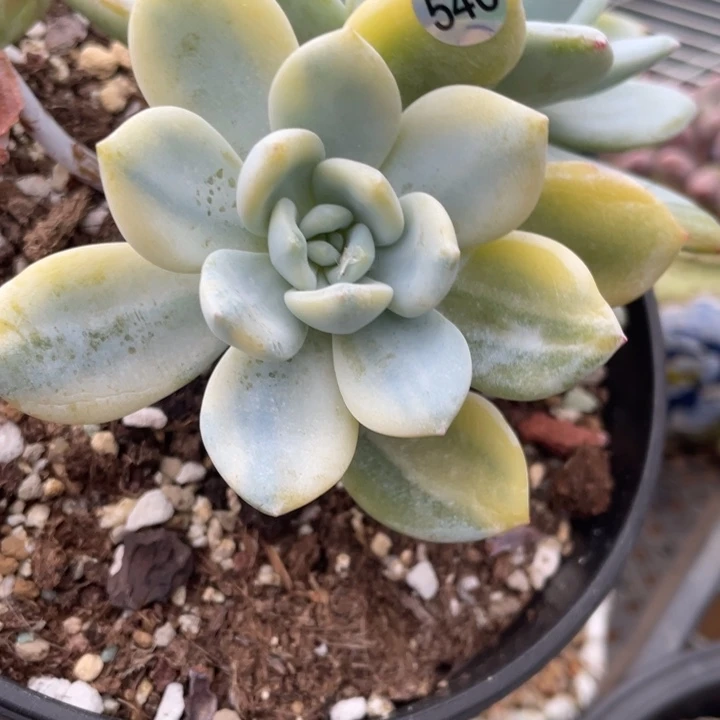 冷香锦多肉植物啊