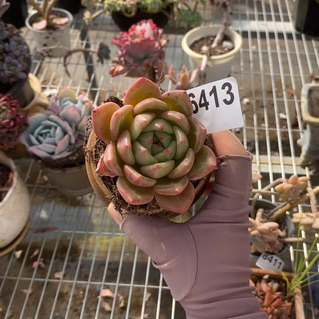 6413香槟单头一物一拍