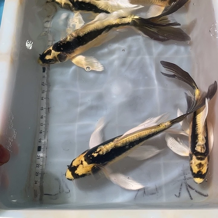 蝴蝶鲤鱼渔场直发135