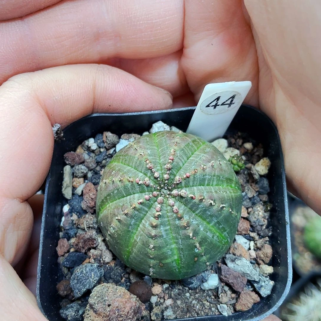 非偏远地区满25包邮仙人球