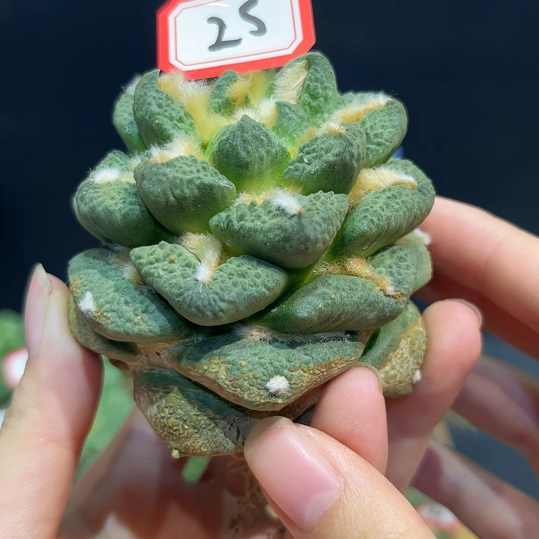 25号7cm宝塔龙爪龟甲连山