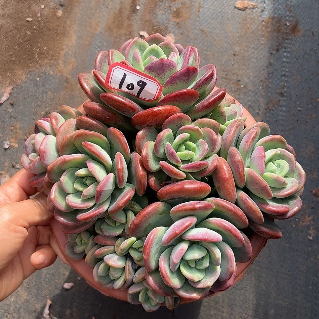 109号拉萨，一物一拍