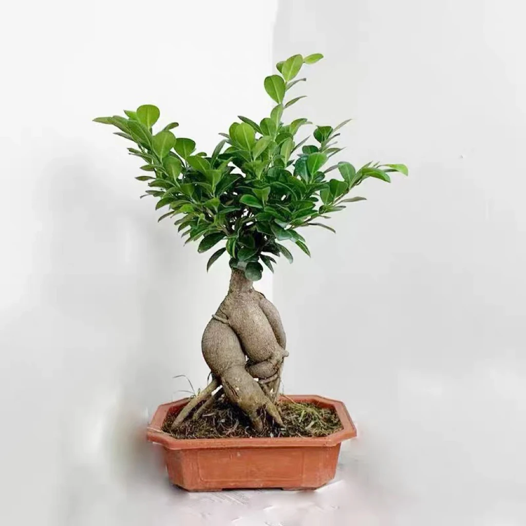 人参榕盆栽绿植提根老桩摇钱树发财树造型小叶榕树盆景植物金钱榕
