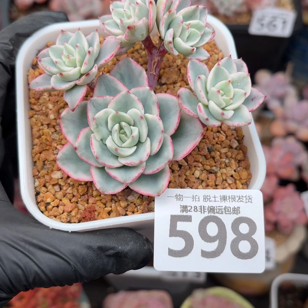 奶油黄桃锦无盆土发货