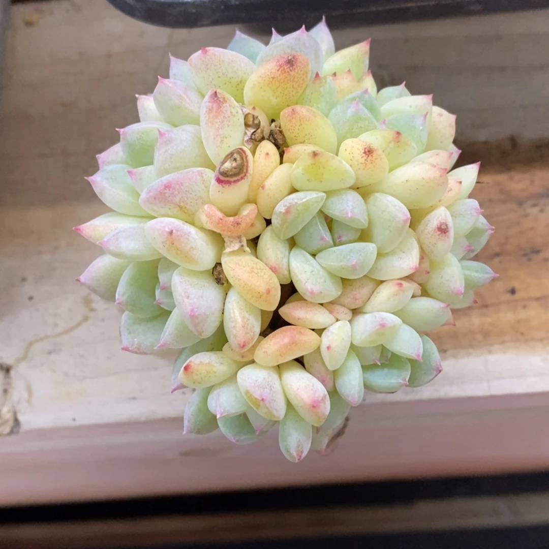 精品多肉一物一拍不包整343