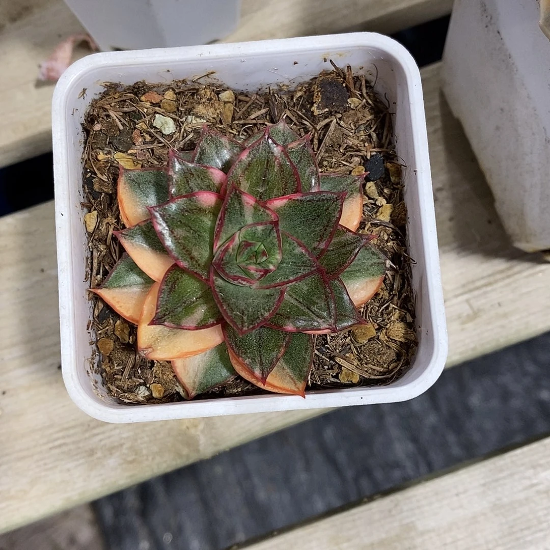 麒麟座锦多肉植物老桩