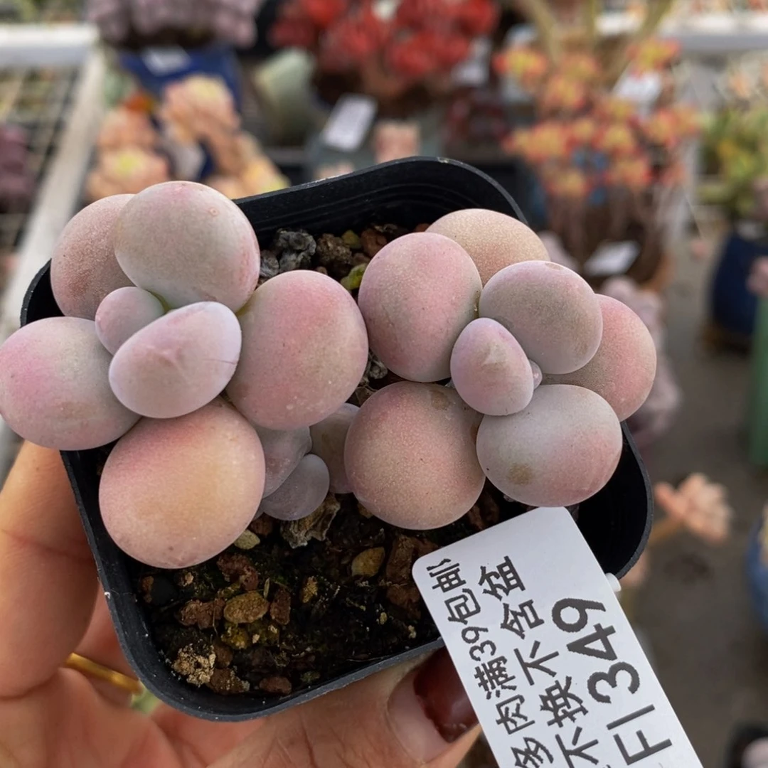 腰子桃蛋349/6c m