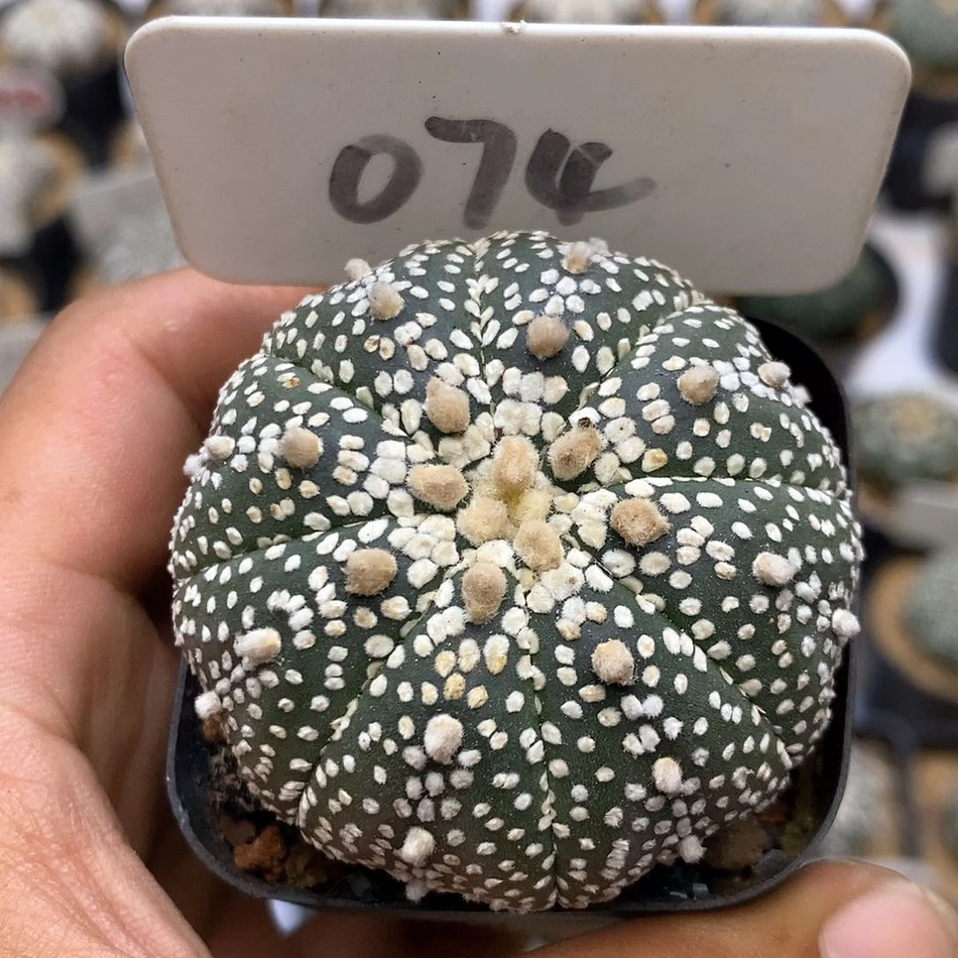 074福利特价咯福利了