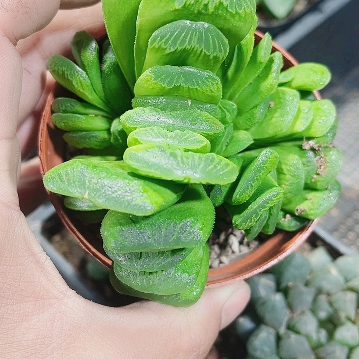 翡翠玉扇群新手好养