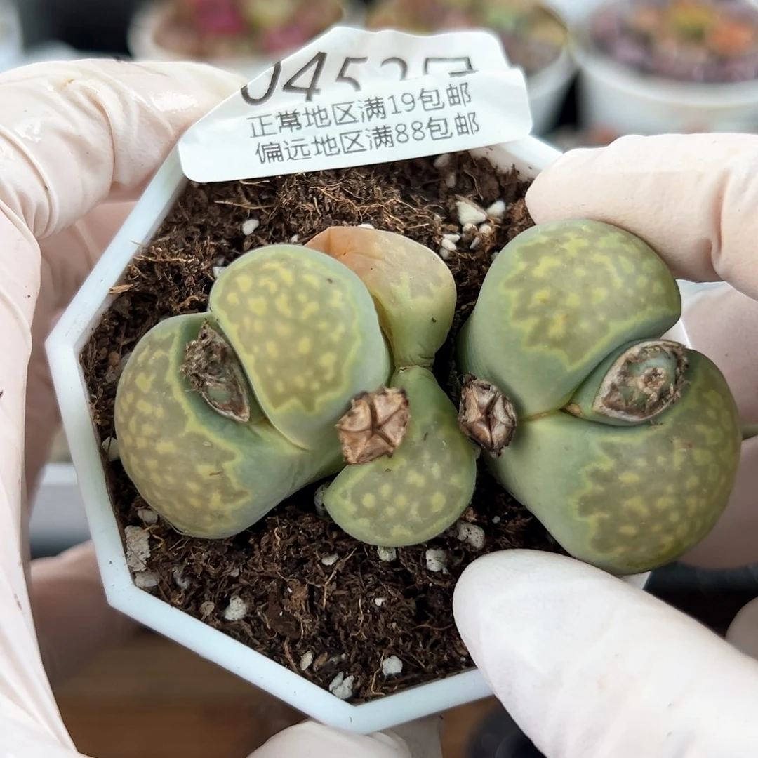 好养易活生石花大母本0452