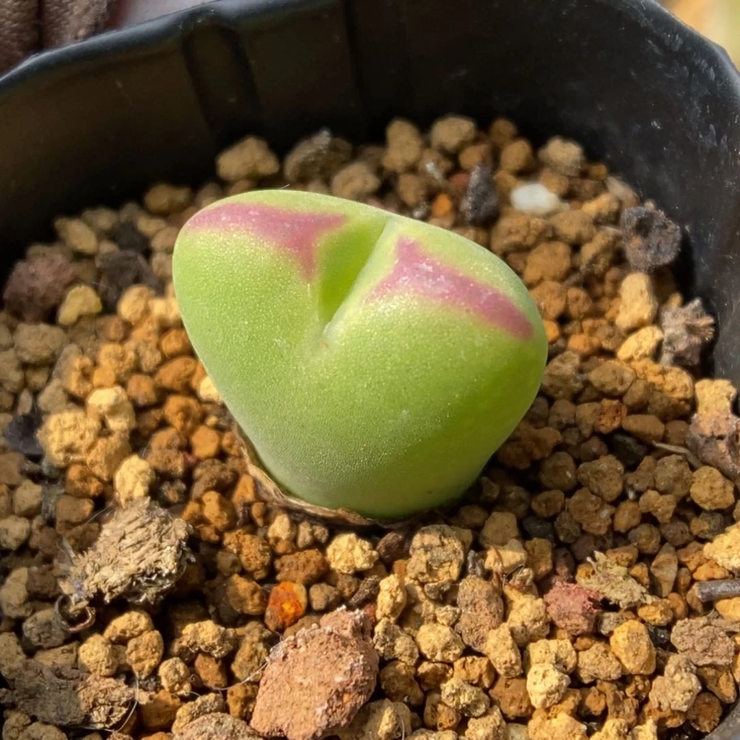 多肉植物肉锥杂交K-116（1.6）将杂 气泡皮