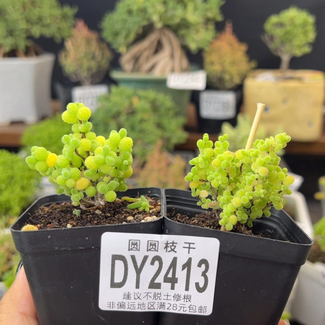 【闪购商品】dy2413精控金桔蜜橘套餐