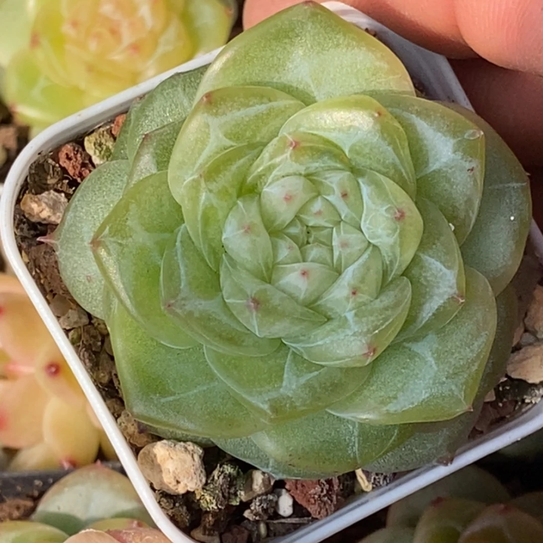 天官赐福百无禁忌