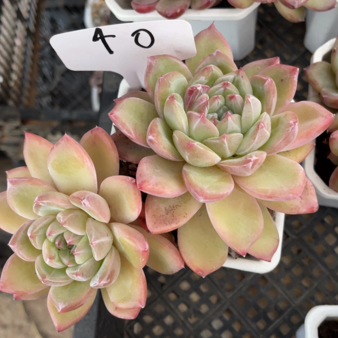 老阿姨一物一拍40