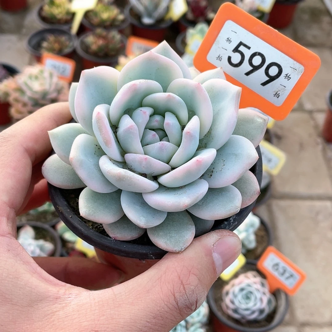 【闪购商品】599号