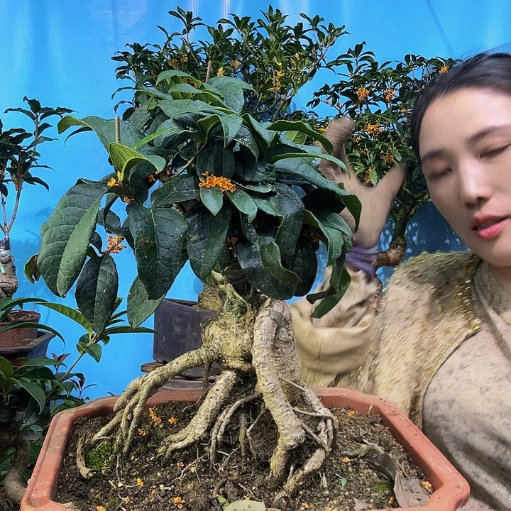 多***多大量花朵（建议范围：8朵-15朵 或40%以上）四季丹11111
