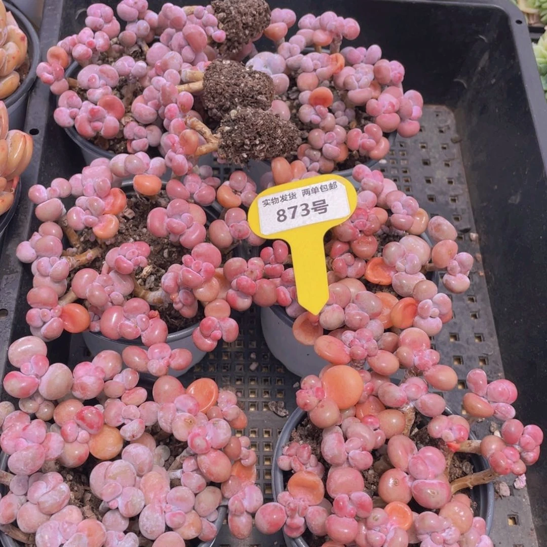 873号 开播福利 丸叶腰子桃蛋老桩组合满满一盆