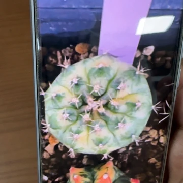 723-0309泰国发货多肉