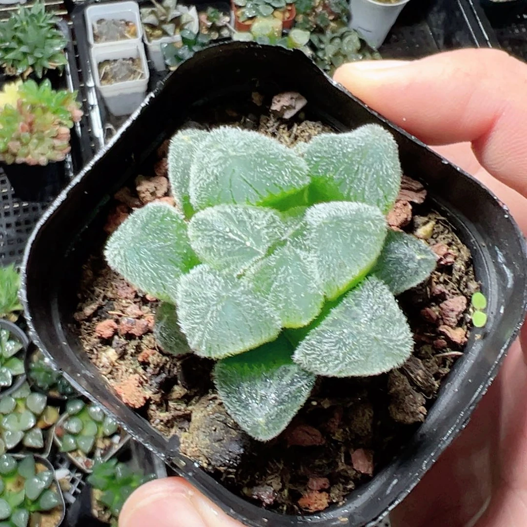 大***胖0654多肉植物一颗