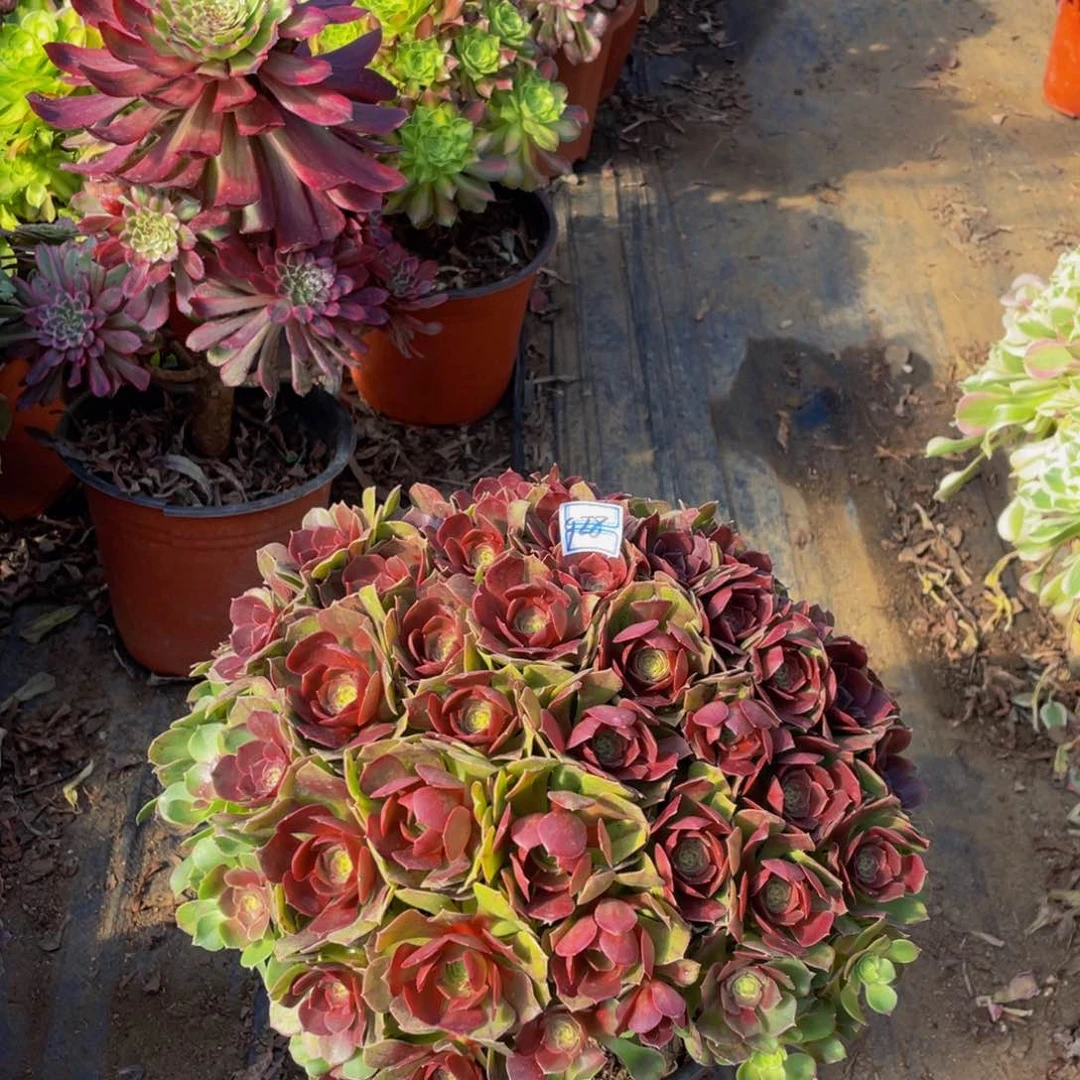 928鲜花老桩变色龙鲜花