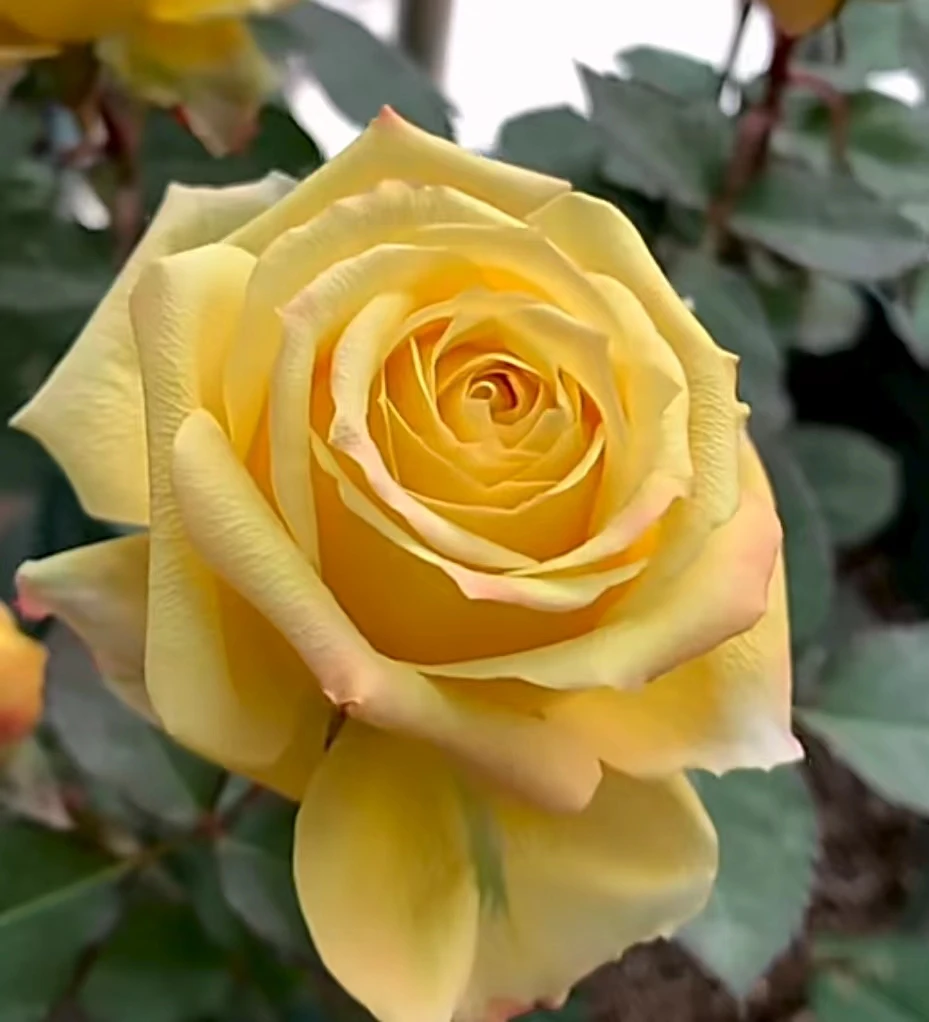 【辉煌】黄色月季 四季开花 阳台庭院盆栽种植带花苞原盆原土发货