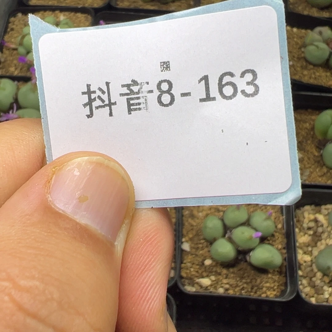 7***円8-163肉锥多肉植物，