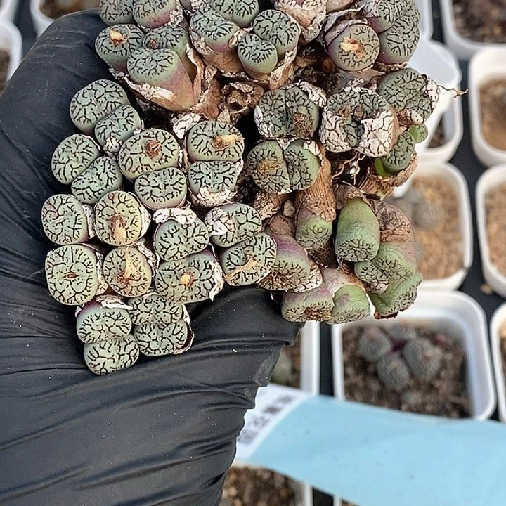 桃喜花园0203-99太枝墨福利