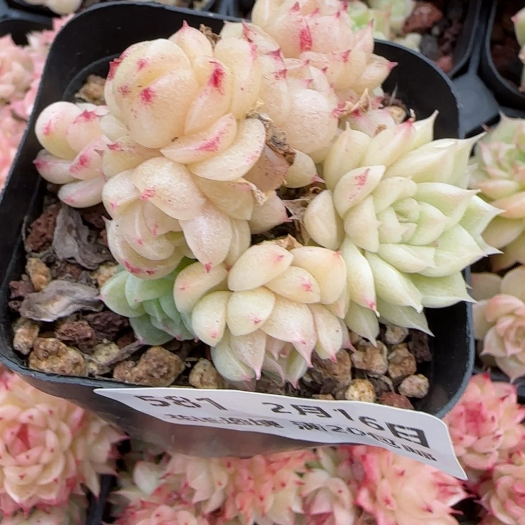 a**a花语逸境0216-581散