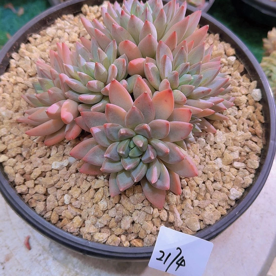 明***好2174小红蛋多肉植物