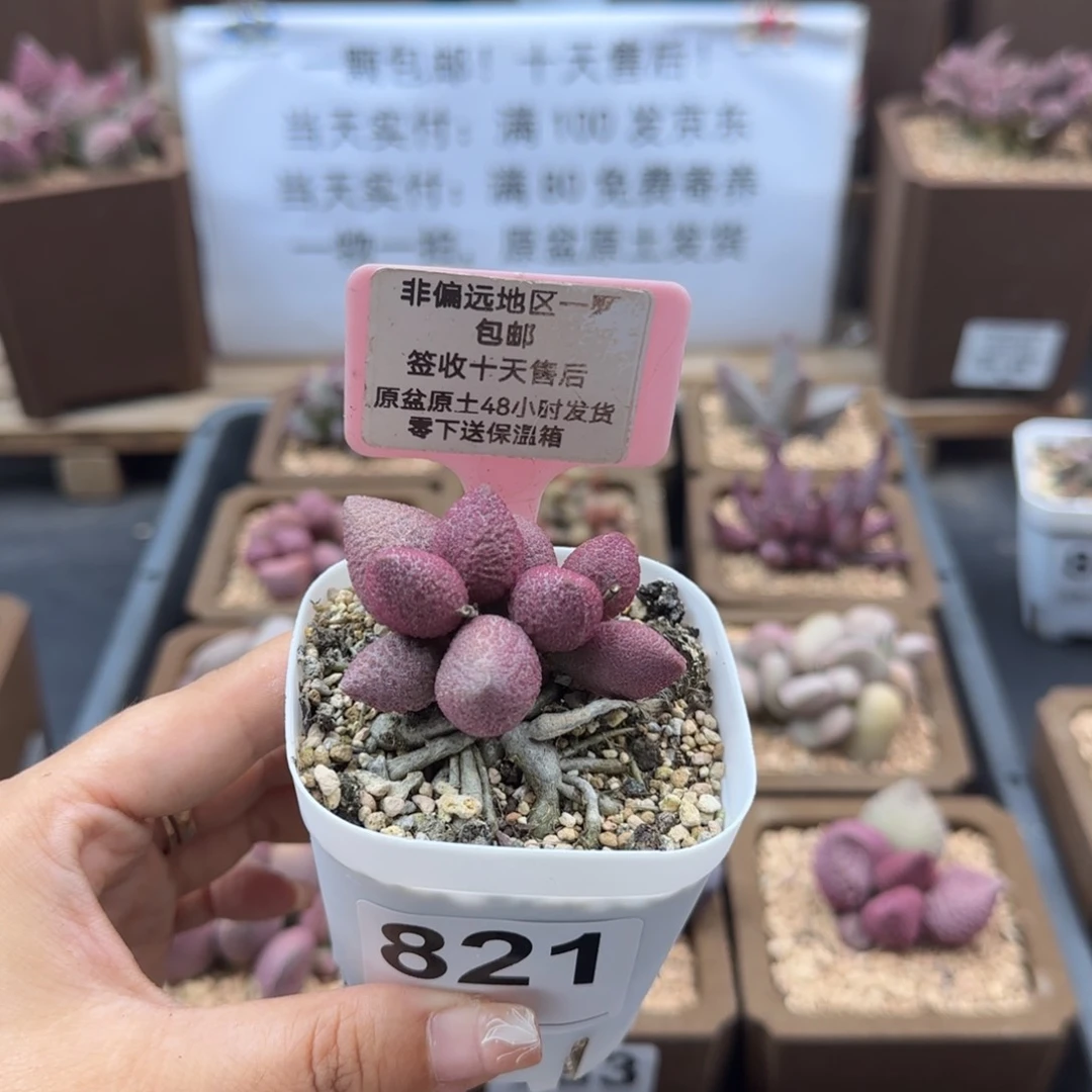 821少女心多肉植物