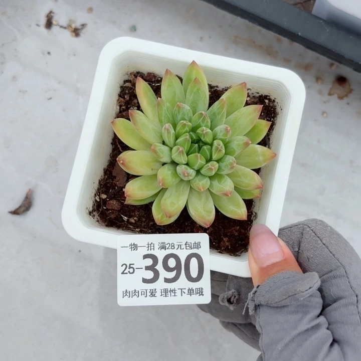 青花瓷无盆土发货
