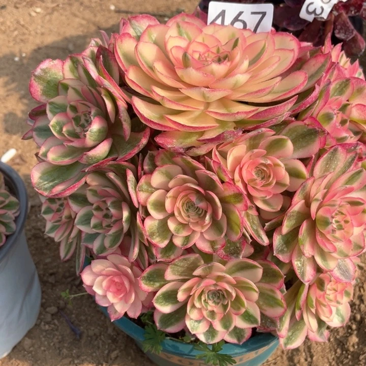 用****3467多肉植物倾城