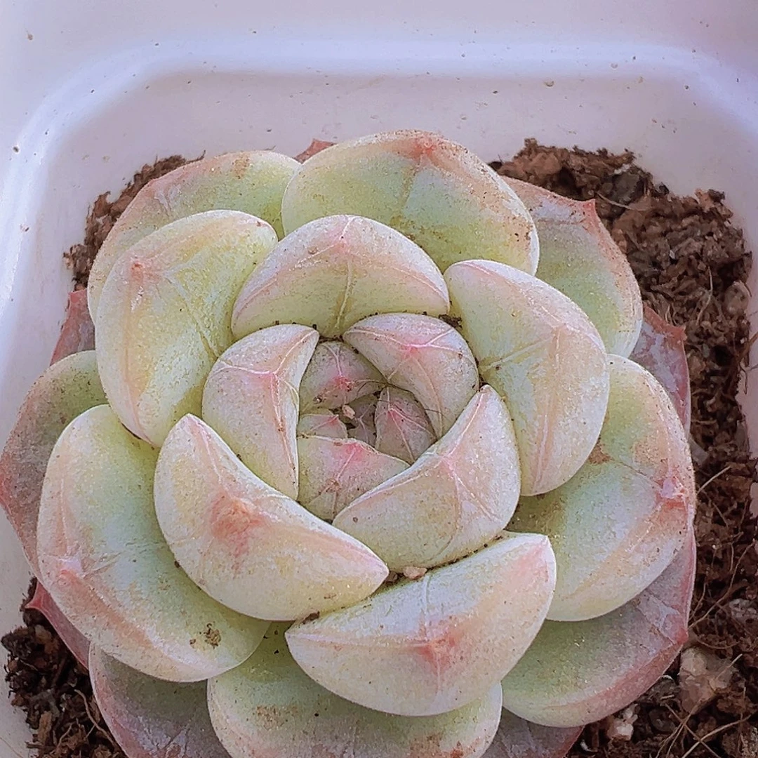 大纹星珍妮19包邮多肉