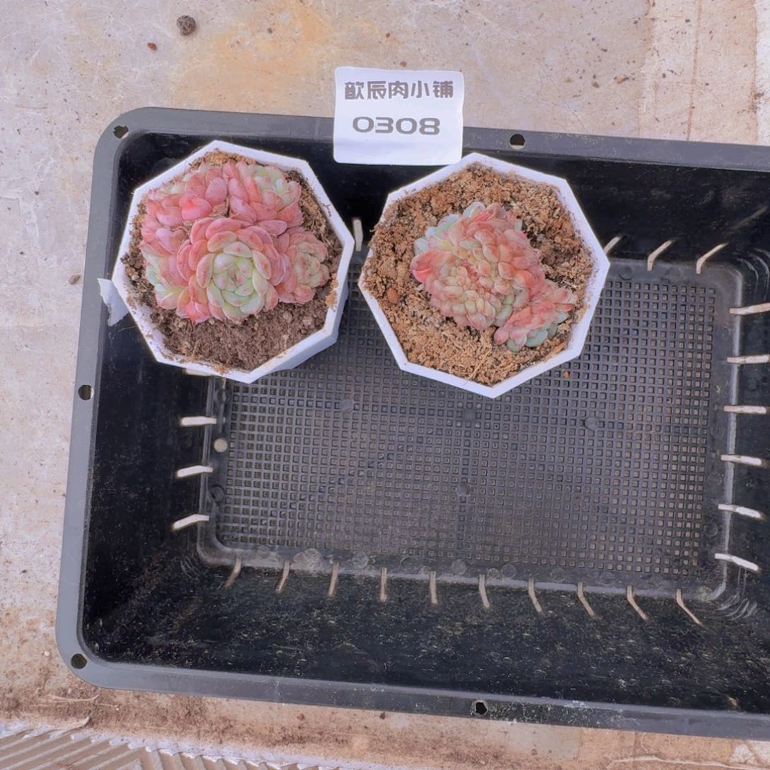 白***白多肉植物白胖子两颗0308