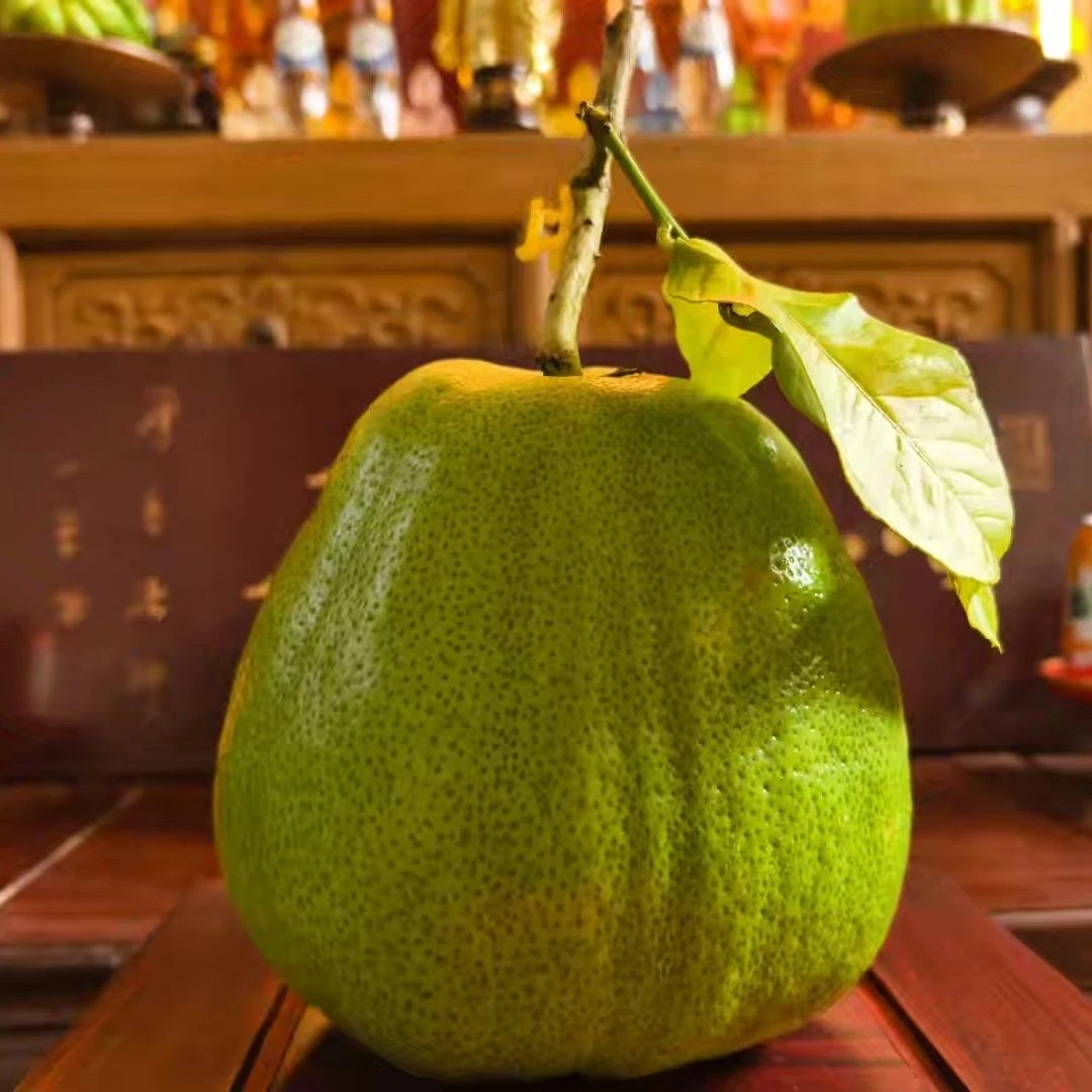 独有云南高山新鲜现摘香橼可切片煮茶观赏天然清香绿植闻香香橼果