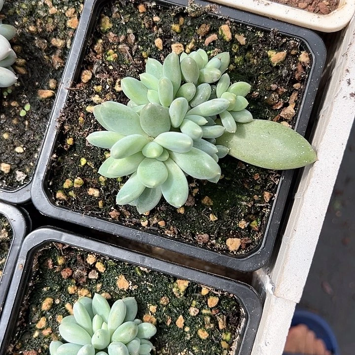 【闪购商品】哥特福利