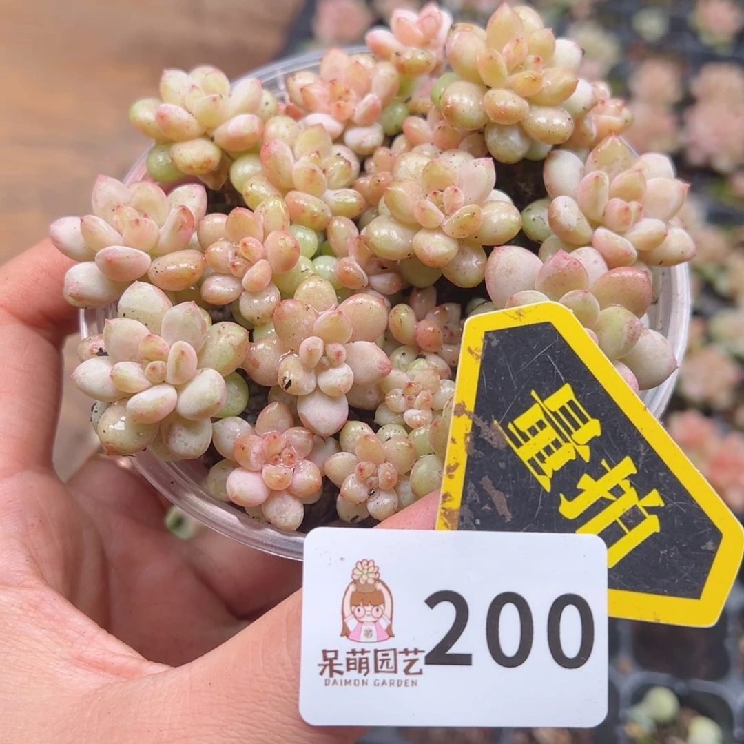 多肉植物多肉植物